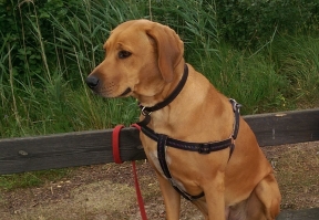zimba