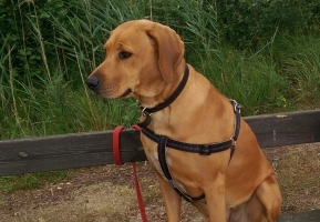 zimba